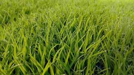 朝のプール育苗