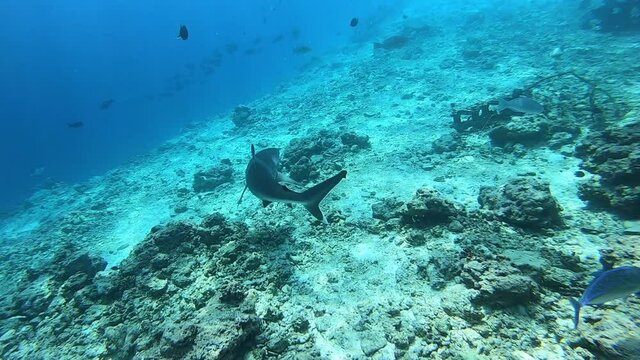 Silvertip Shark, Carcharhinus albimargin, swim in the blue deep ocean looking for food fish hunting. Divers watching sharks. Underwater Scuba Diving in Maldives sea water.
