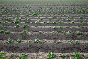 Row of soil mound, preparing soil for Agricultural field and growth plant.