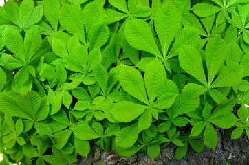 young green chestnut leaves on a tree trunk