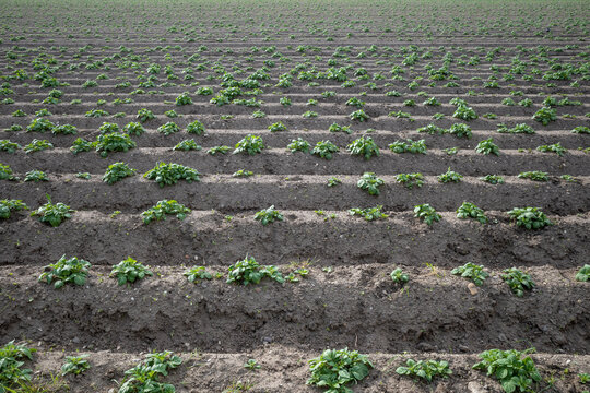 Kartoffelreihen Bilder – Durchsuchen 25,210 Archivfotos, Vektorgrafiken