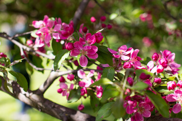 apple tree with blooming red flowers. Summer garden