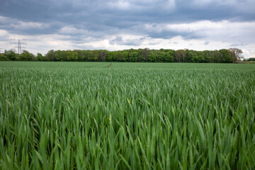 Selective focus view at top of grass or rice grain of agricultural field or meadow against cloudy sky.