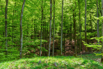 Fototapeta premium Forest in spring