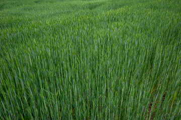 Outdoor sunny landscape view over grass, rice, meadow and agricultural field. Natural greenery green background. Growth rice grain field.