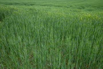 Outdoor sunny landscape view over grass, rice, meadow and agricultural field. Natural greenery green background. Growth rice grain field.