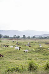 Fototapeta na wymiar Goat grazing in the meadow