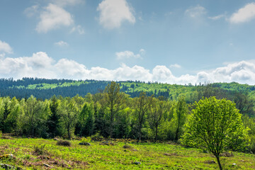 landscape with trees