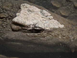 Close-up of a crocodile resting on the surface