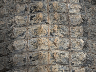 Close-up of crocodile skin
