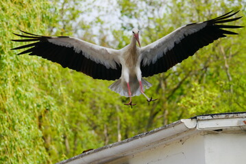 white stork with widely spread wings and spread claws shortly before landing on a house roof