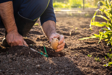 Close up of a Caucasian man squatting in the rubber boots, holding potato seed in one hand and garden hoe in the other