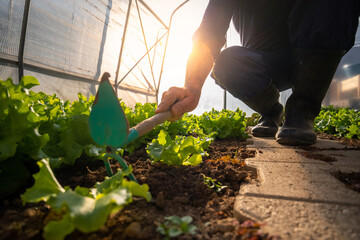 Ground angle shot of a garden hoe among the lettuce seedlings held by a caucasian man, in the...