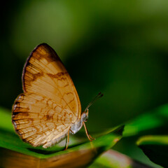butterfly on leaf