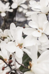 Closeup of the white star magnolia blossoms. Magnolia stellata blooming in early spring in the garden, park.. Japanese decorative tree. Selective focus, blurred background. Nature concept. Vertical.