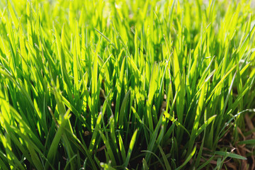 young green grass grows in the open field in the garden. Seedling greenery close-up. Lawn in macro.