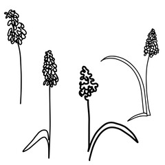 hand drawn Line art monoline flowers . Vector illustration