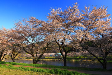 Fototapeta premium 岩手県花巻市東和町 夜明けの桜並木