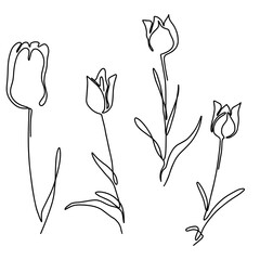hand drawn Line art monoline flowers . Vector illustration