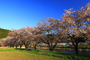 Fototapeta na wymiar 岩手県花巻市東和町　夜明けの桜並木