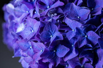 Blue purple beautiful flowers hydrangea delphinium in bloom bouquet closeup still