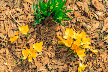 Yellow color crocuses on tree bark natural background outdoors spring time. First flowers concept. Close up. Top view. Flat lay. Selective soft focus. Shallow depth of field. Text copy space.