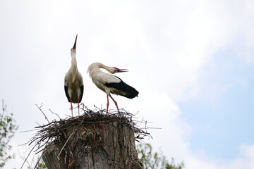 a pair of white storks stands in the nest eyrie on a log and rattles their beaks Ciconia ciconia