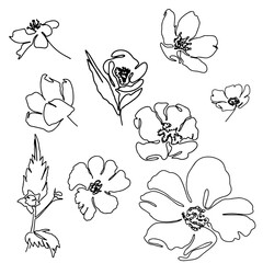 hand drawn Line art monoline flowers . Vector illustration