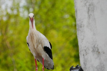 Ciconia ciconia Ciconiidae a white stork looks into the camera while standing on a house roof with...