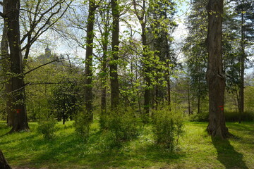 Obraz premium Der Frühling zeigt sich im Park mit satten grün