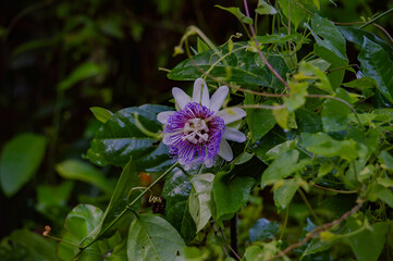 Flor de Maracujá