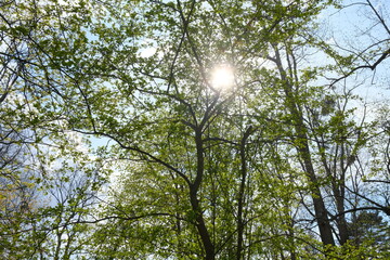 Sonne schein durch zarte Baumkronen im Frühling