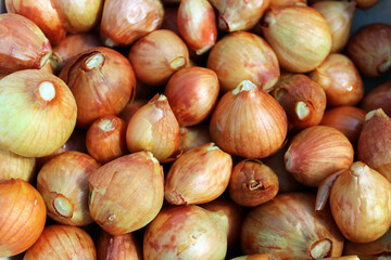 Close-up of a bulb. Onions, prepared for the landing. Seeds. 