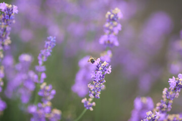 Obraz premium Selective focus of beautiful bright purple flowers blooming in countryside farmland. Long patches on lavender field, meadow in summer day. Concept of nature beauty, aromatherapy.