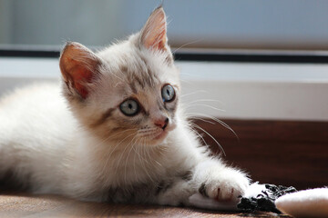 Funny kitten plays with a toy, selective focus.