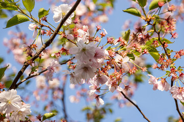 Blooming sakura tree on the blue sky background
