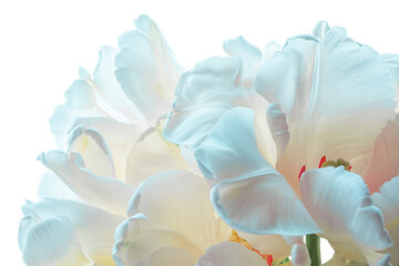 Fototapeta na wymiar Beautiful parrot tulips close-up. Stylized image