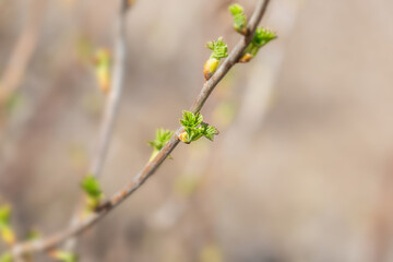 Fresh new green buds on currant branches at springtime garden background