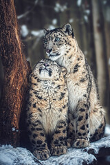 Snow leopard portrait - obrazy, fototapety, plakaty