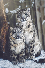 Snow leopard portrait © Sangur