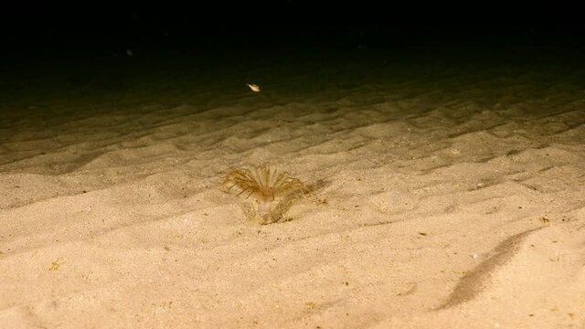 Night shot of Banded Tube-Dwelling Anemone on sandy bottom in Caribbean Sea, Curacao
