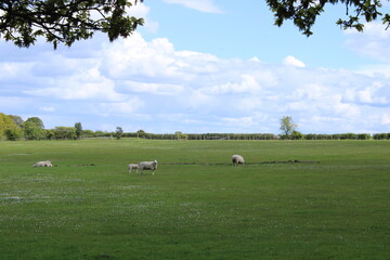 Fototapeta na wymiar An open filed on a summers day in Lancashire, England with sheep grazing. there's hedgerows in the distance and a bright blue sky with fluffy clouds