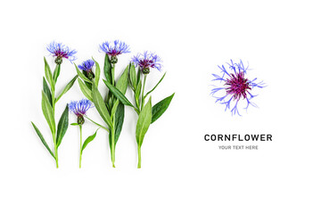 Cornflower flowers creative composition.