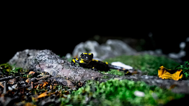 Feuersalamander auf Wurzel