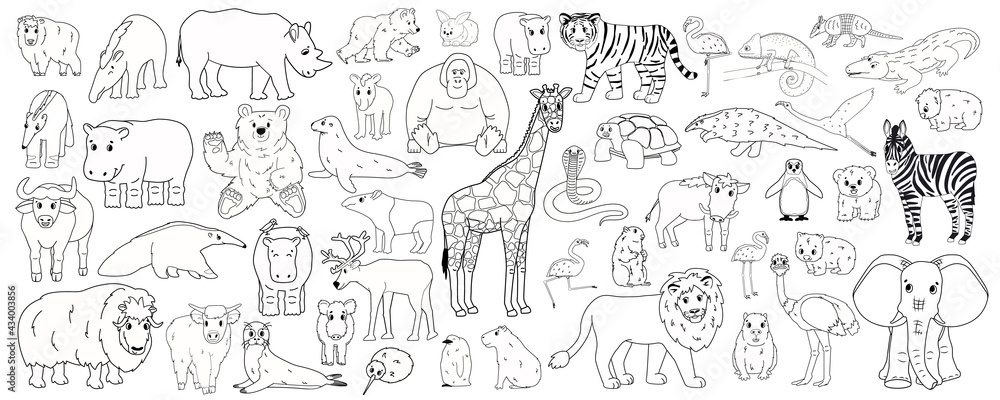 Wall mural Set of outline cartoon isolated Savannah African American forest animals. Vector line tiger lion rhinoceros buffalo zebra elephant giraffe crocodile tapir hippo bear orangutan penguin flamingo