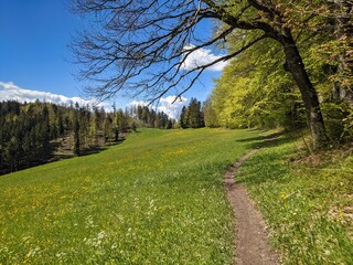  spring time in the zurich oberland. Hiking trail through the hill landscape with blooming flowers. Toesstal Bauma