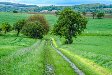 A tree in a agricultural field in Hohenlohe, Germany, Europe