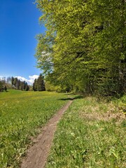 Fototapeta na wymiar spring time in the zurich oberland. Hiking trail through the hill landscape with blooming flowers. Toesstal Bauma