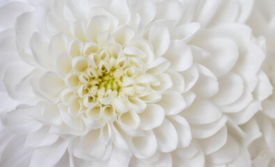 macro of white сhrysanthemum flower