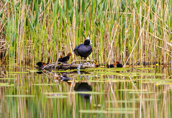 A Coot with Chicks in a Park, Ziegeleipark in  Heilbronn, Germany, Europe.